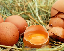 Яйца и домашняя еда «наградили» мариупольцев сальмонеллезом
