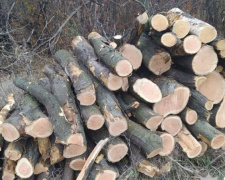 Мариупольцам грозит до пяти лет лишения свободы за вырубку деревьев