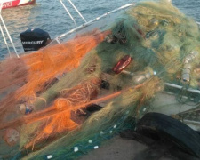 В Азовском море вблизи Мариуполя браконьеры растянули три километра сети (ФОТО)
