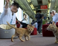 Японская железная дорога запустила поезд с котами (ВИДЕО)