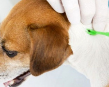 В Мариуполе просыпаются клещи – есть случаи укусов домашних животных