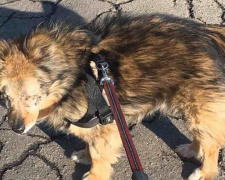 В Мариуполе собаке, пострадавшей в ДТП, ищут заботливого хозяина (ФОТО)