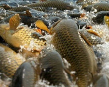 Водоемы Донетчины пополнились миллионами экземпляров ценных рыб