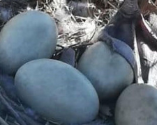 Мариуполец продал яйца редких черных лебедей, стоимостью 300 долларов за штуку, за бутылку «бормотухи» (ФОТО)