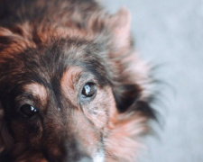 В Мариуполе собака 5 дней «плакала» в ловушке. На помощь пришли спасатели