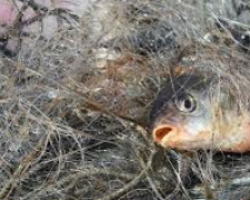 На пляже под Мариуполем задержали браконьеров, поймавших краснокнижных рыб (ВИДЕО)