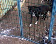 На мариупольском рынке замерзает породистая собака с щенятами. Животным нужна помощь