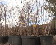 По проекту «Forever Green» возле мариупольских школ высадили десятки деревьев