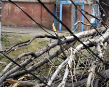 В Мариуполе дерево рухнуло на электропровода (ФОТОФАКТ)