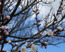 Мариуполь отменил прогнозируемые заморозки и во всю расцветает (ФОТО)