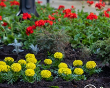 Мариуполь украсят еще почти 230 тысяч цветов-однолетников