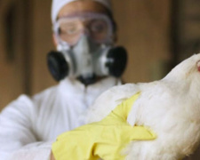 Выявлен первый в мире случай заражения человека птичьим гриппом