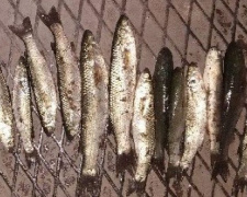 За выходные мариупольские браконьеры наловили рыбы почти на 58 тысяч гривен (ФОТО)