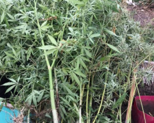 Наркотики вместо овощей: мариуполец вырастил на огороде 50 кустов марихуаны