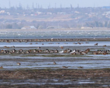 В национальном парке под Мариуполем тысячи птиц кормятся перед дальним перелетом