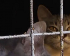 В подвале мариупольской многоэтажки замуровали котят (ФОТО)