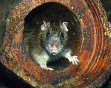 В Мариуполе крысы перегрызли тепломер в многоэтажке