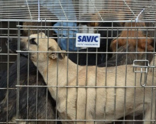 В Мариуполе стартовала стерилизация бездомных кошек и собак – прооперированы около 10 животных (ФОТО)