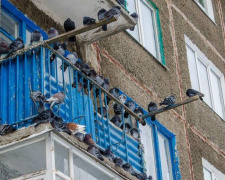 Нежеланное соседство: мариупольскую многоэтажку оккупировали голуби (ВИДЕО)