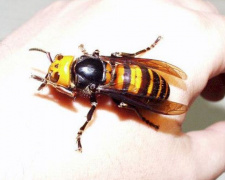 Шершни и осы-гиганты: какую опасность несут насекомые для мариупольцев?
