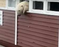 В Норвегии полярный медведь залез в окно отеля и застрял (ФОТО+ВИДЕО)
