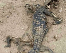 На берегу Азовского моря нашли останки  крокодила