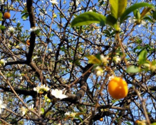 Ароматная аномалия: в Мариуполе зацвели плодоносящие деревья (ФОТОФАКТ)