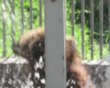  Жара: медведь в Мариуполе устроил мокрое светопредставление (ВИДЕО)