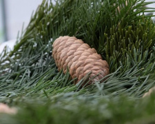 Приазовское лесничество поставит в Мариуполь около 2 500 тысяч елок