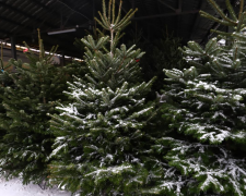 На Донеччині стартували різдвяні базари – де і за скільки можна купити ялинку