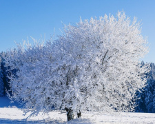 Стовпчики термометрів опустяться до -25 °С: прогноз погоди в Україні на 8-14 січня