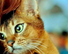 Мариупольчанка хочет признать котов полноправными жителями города