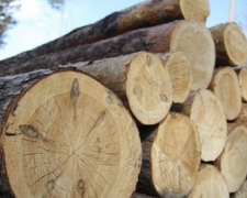 Житель Донетчины нарубил деревьев почти на полмиллиона гривен