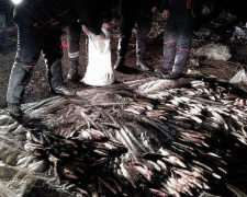 На мариупольском Кальмиусе браконьеры за день «нарыбачили» почти на миллион гривен