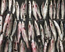 На Левобережье Мариуполя браконьер порыбачил на 40 тысяч гривен