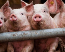 Жителям заповедной зоны под Мариуполем подложили свиней вместо аквапарка
