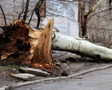 В центре Мариуполя штормовой ветер завалил мощное дерево (ФОТО)