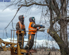 Мариупольские ЦПАУ начнут принимать заявления на обрезку деревьев