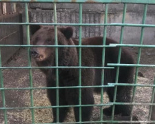 Из скандального зоопарка в Донецкой области не могут забрать животных (ФОТО)