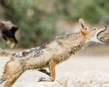 В Приазовье выросла численность лис, волков и шакалов. Дикие животные нападают на домашних