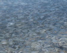 Пляж под Мариуполем превратился в «медузное» желе (ФОТОФАКТ)