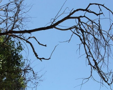 Аварийные деревья во дворе мариупольской многоэтажки угрожают жизни жильцов (ВИДЕО)