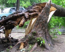 В Мариуполе штормовой ветер повалил деревья на дома и тротуар