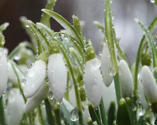 Рясні дощі та заморозки – які погодні сюрпризи чекають у березні