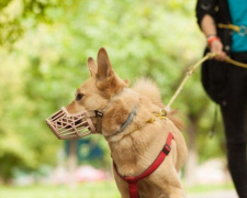 Где мариупольцам можно выгулять собаку и почему парки для собачников – табу