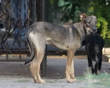 В полумиллионном Мариуполе нашлось 20 добровольцев, которые посчитают бездомных собак (ФОТО)