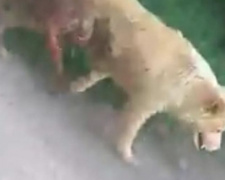 По Мариуполю бегает истекающая кровью собака. Волонтеры просят помощи в поисках (ФОТО+ВИДЕО)