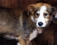 Животные – под наблюдением, горожане – в безопасности: в Мариуполе приютили бездомных собак