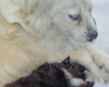 Жестокое убийство собаки на Полтавщине и отравленные псы в Мариуполе: как остановить догхантеров? (ФОТО)
