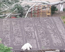 На игровую площадку мариупольского детсада рухнуло дерево (ФОТОФАКТ)